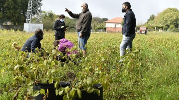 Soja de Lalín para un tofu 100% gallego